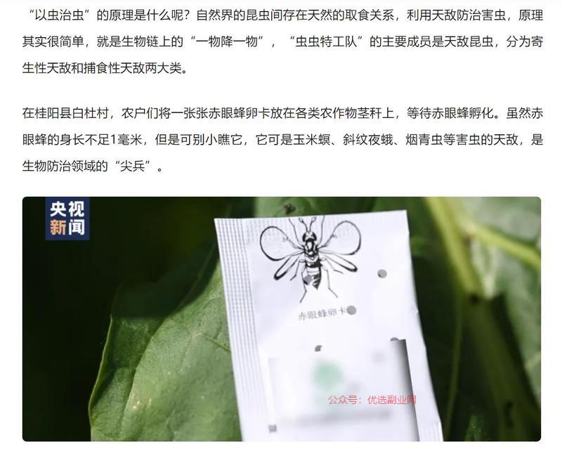 赤眼蜂卵卡 …#情报-搞钱情报论坛-网创交流-优选副业网